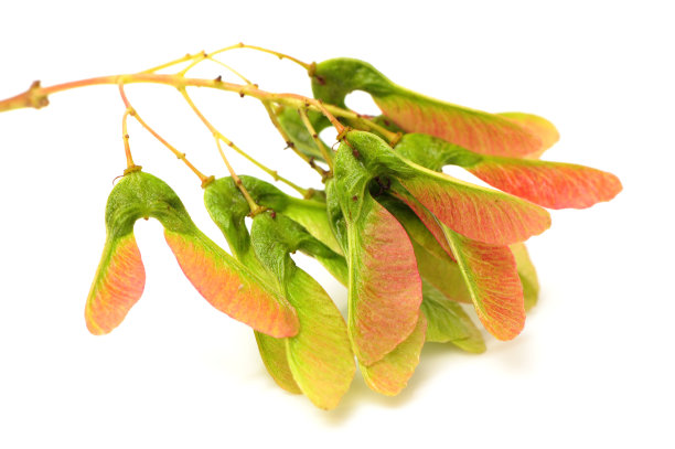 maple