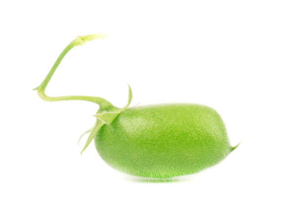 食用蜗牛