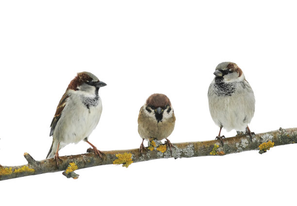 sparrow