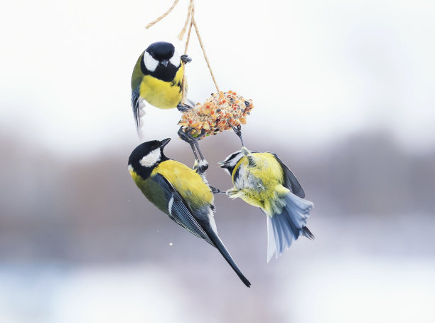 tits