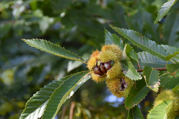 chestnut