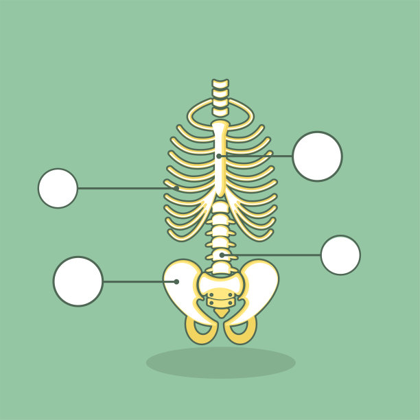 pelvis