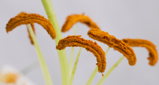 花蕊