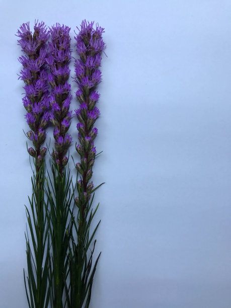 liatris