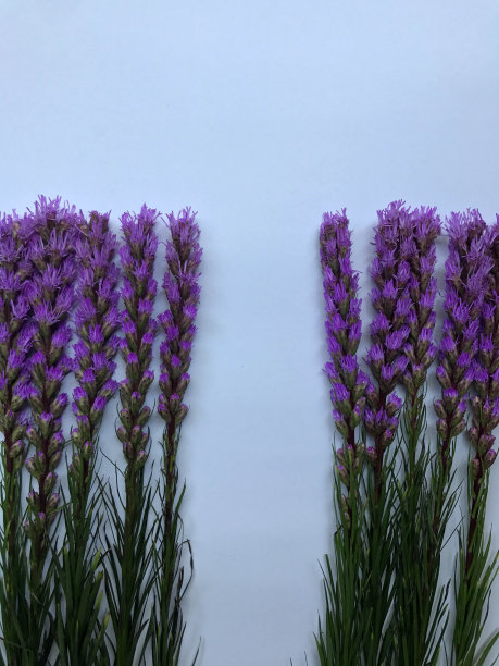 liatris
