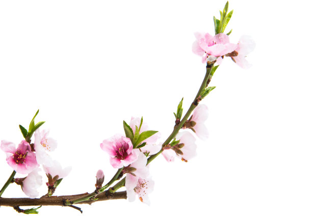 植物学,花头,花
