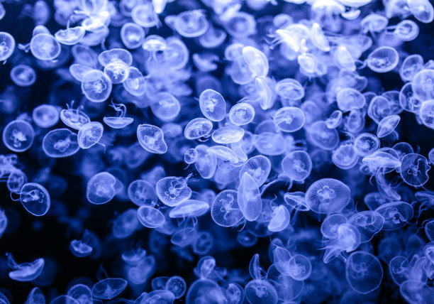 jellyfish