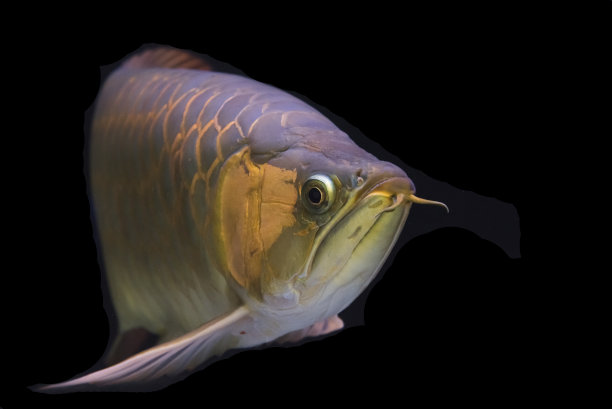arowana