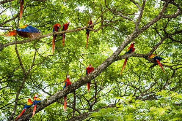 parrots