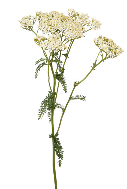 achillea