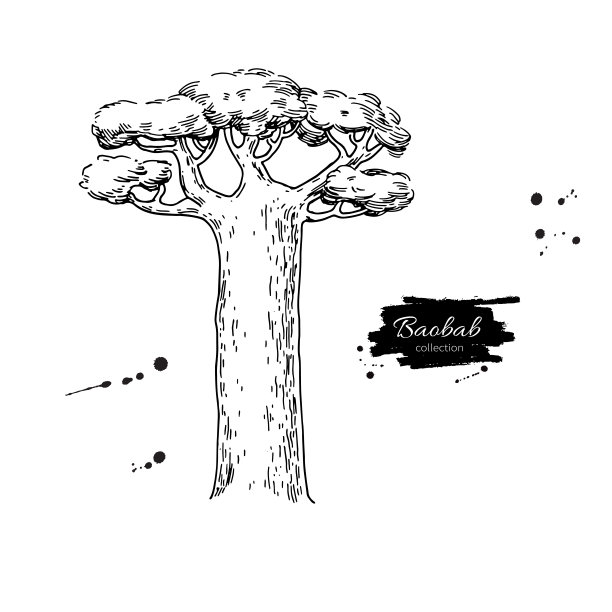 baobab
