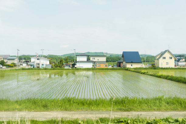 乡间稻田