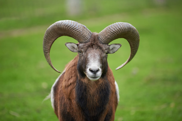 sheep