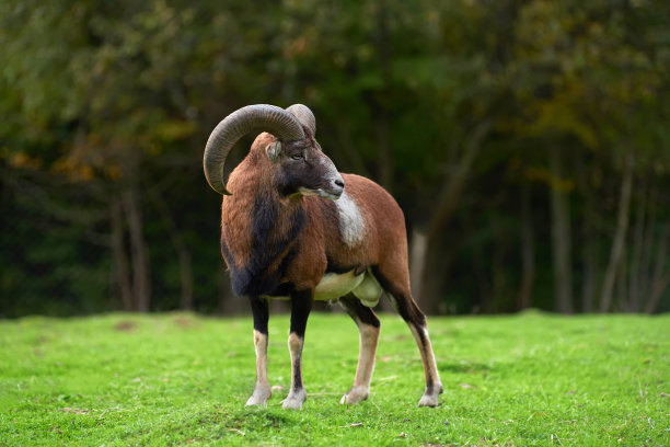 sheep