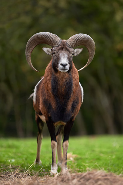 sheep