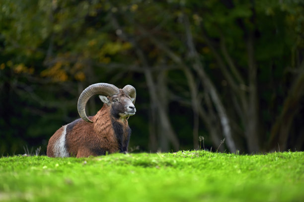 sheep