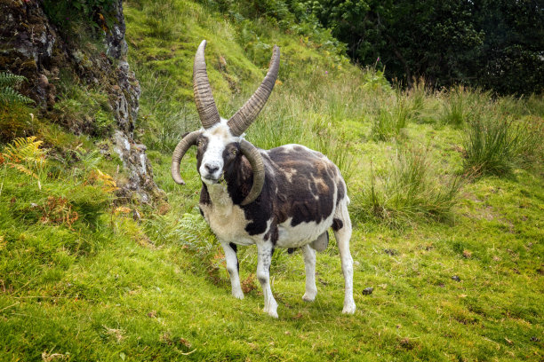 horned