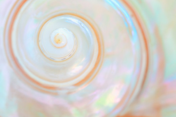 shells