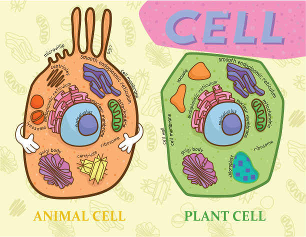 cells