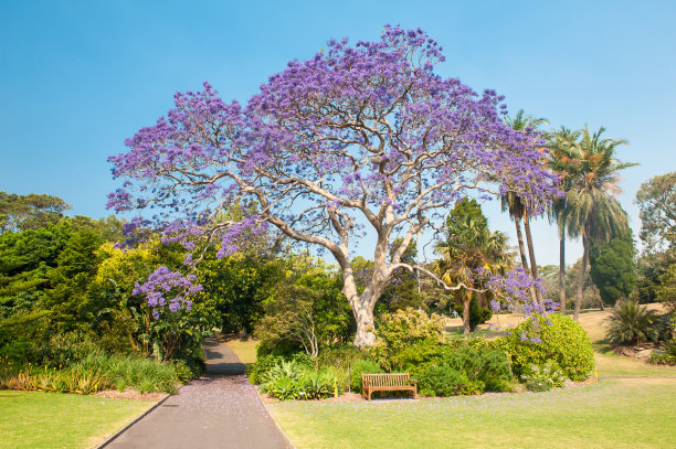 jacaranda