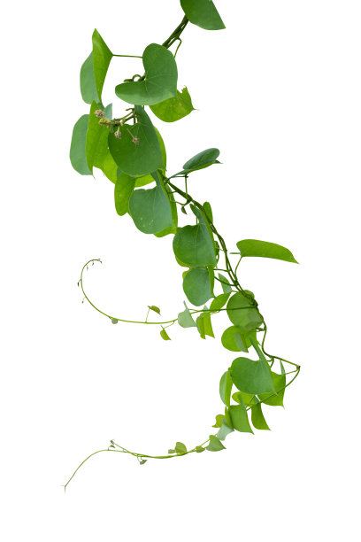 vitis