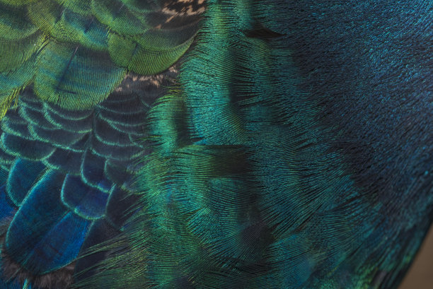 peacock