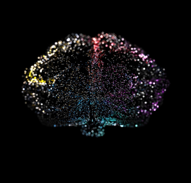 brain