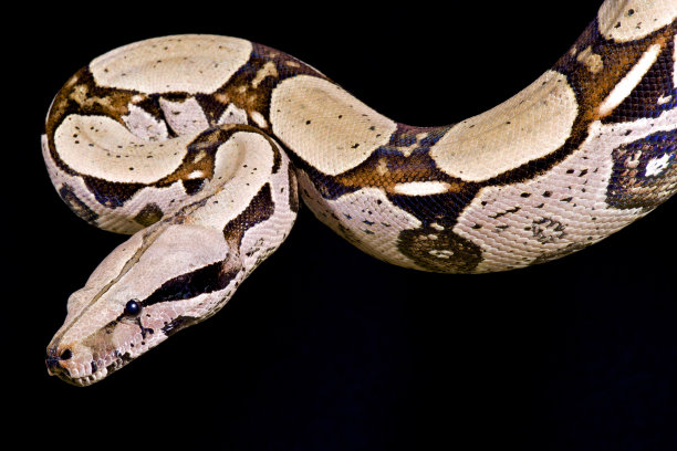 boa