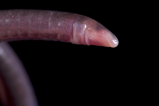 caecilian