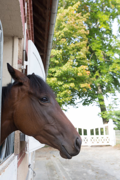chantilly