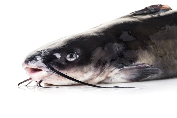 catfish