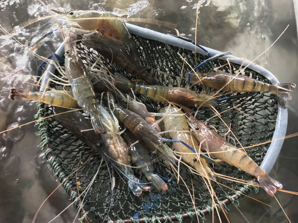 shrimps