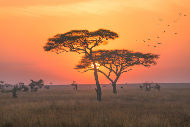 savanna