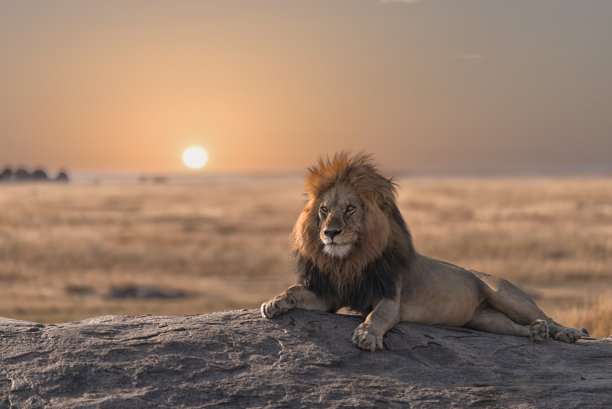 lion