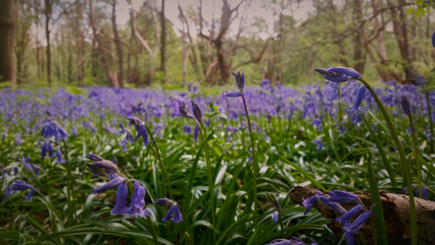 hyacinthoides