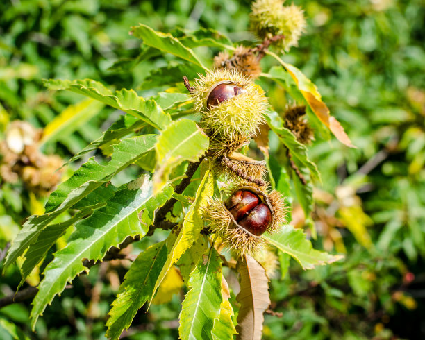chestnut
