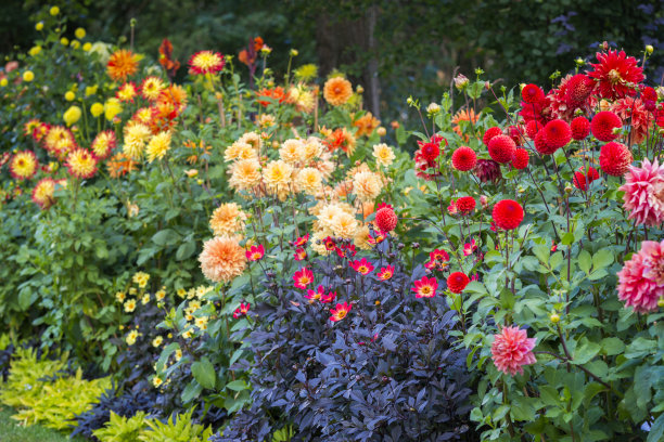dahlia