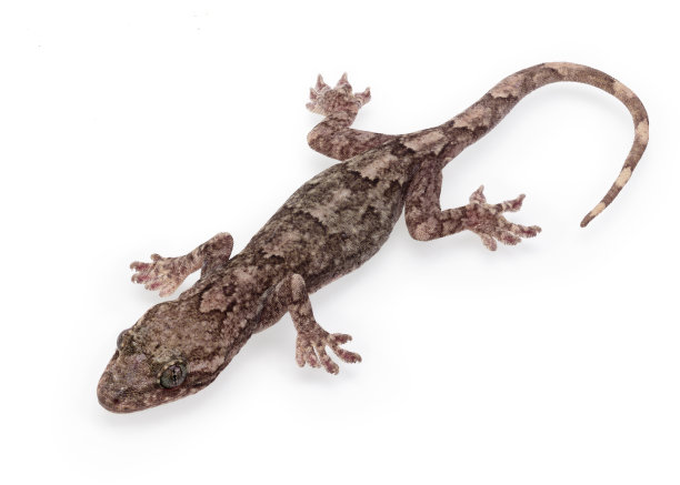 reptilia