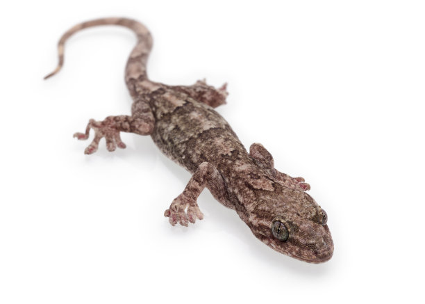 phelsuma