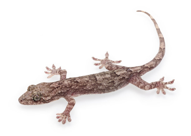 phelsuma