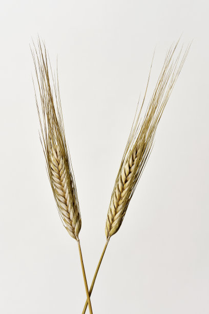 垂直画幅,吃,普通小麦