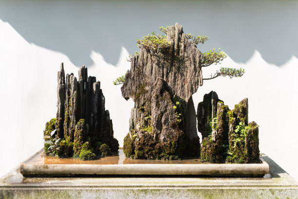 bonsai