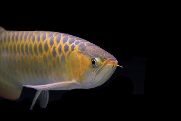 arowana