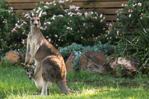 kangaroo