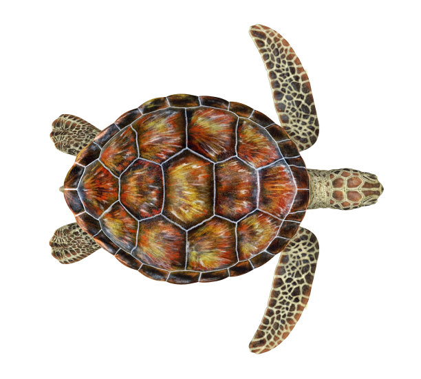 turtle