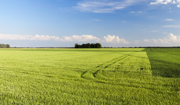 millet
