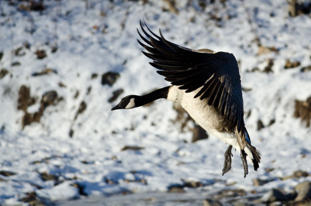 branta