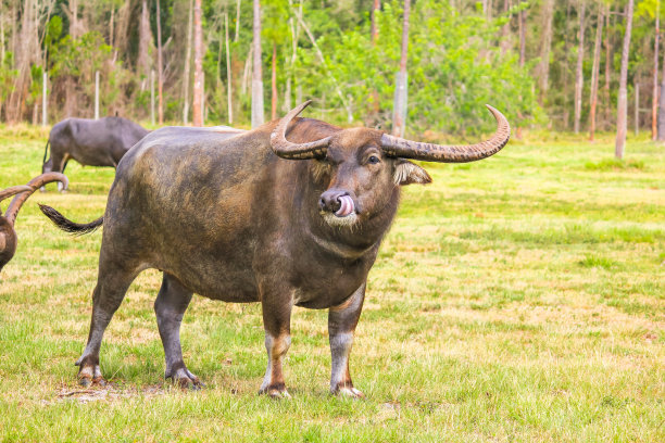 buffalo