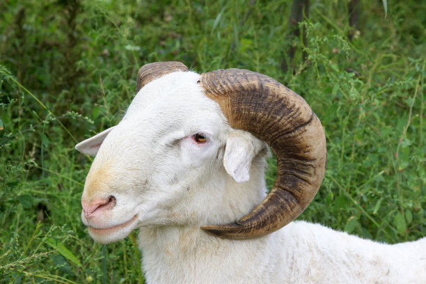 sheep