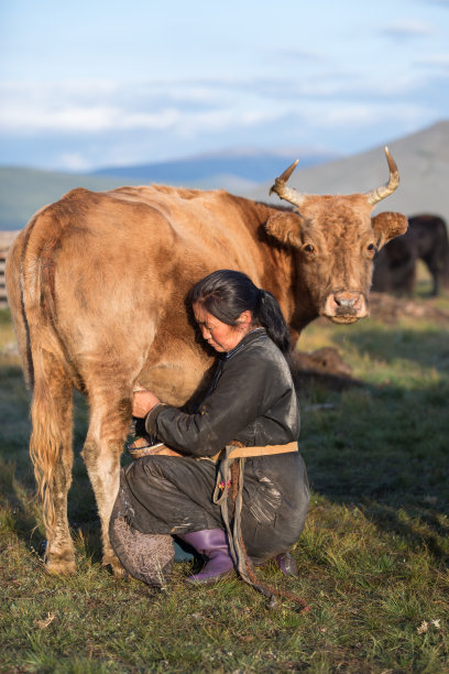 mongol